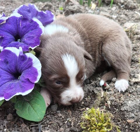 Beaux chiots border collie 950 54200 Toul