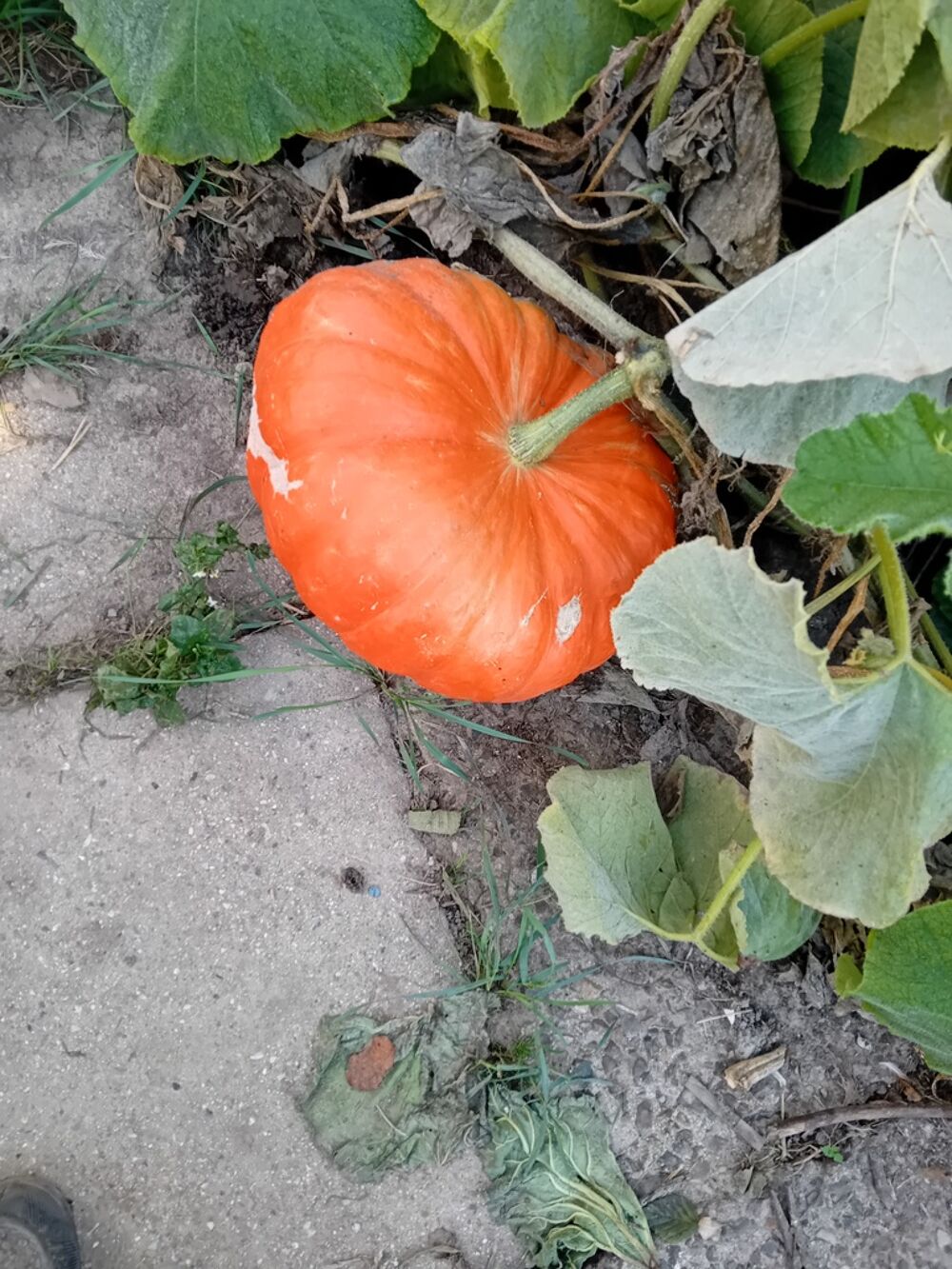 Courge orange jardin Jardin