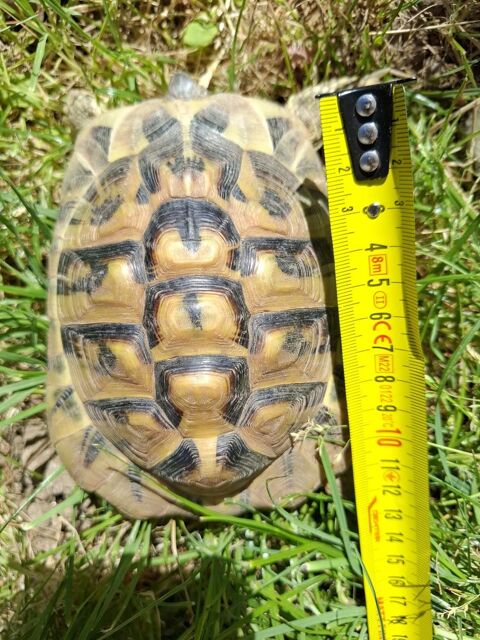 Tortue m&acirc;le 13,5 cm &times; 10 cm. Environ 12 ans 350 83400 Hy�res
