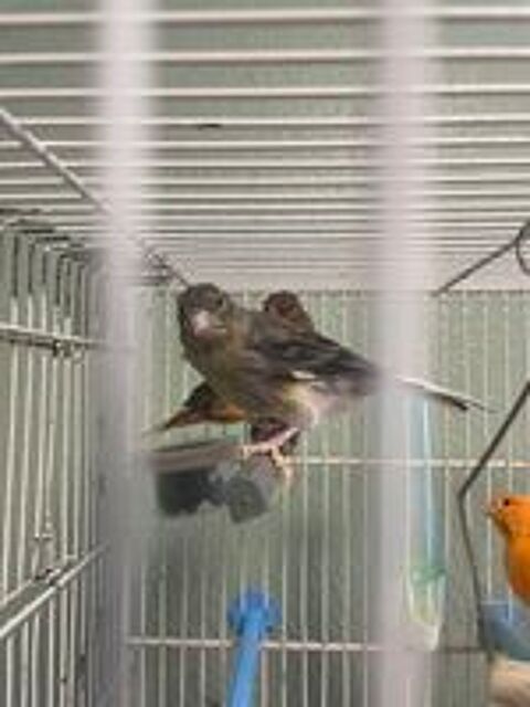   Canari mâle ou femelle  