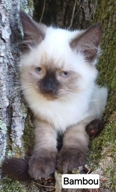 Chaton sib&eacute;rien LOOF m&acirc;le 1500 85310 Chaillé-sous-les-ormeaux