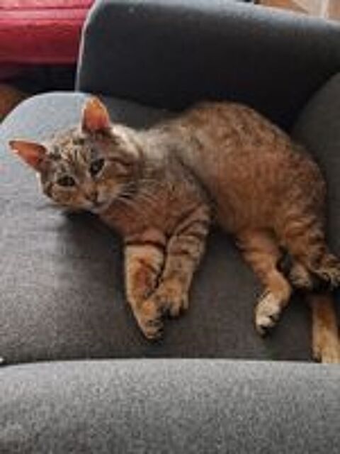   Ziggow, chat à adopter 