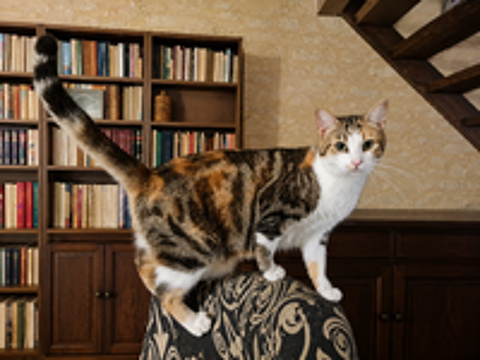   ANOUKI FEMELLE TIGRE BLANC 2 ANS 
