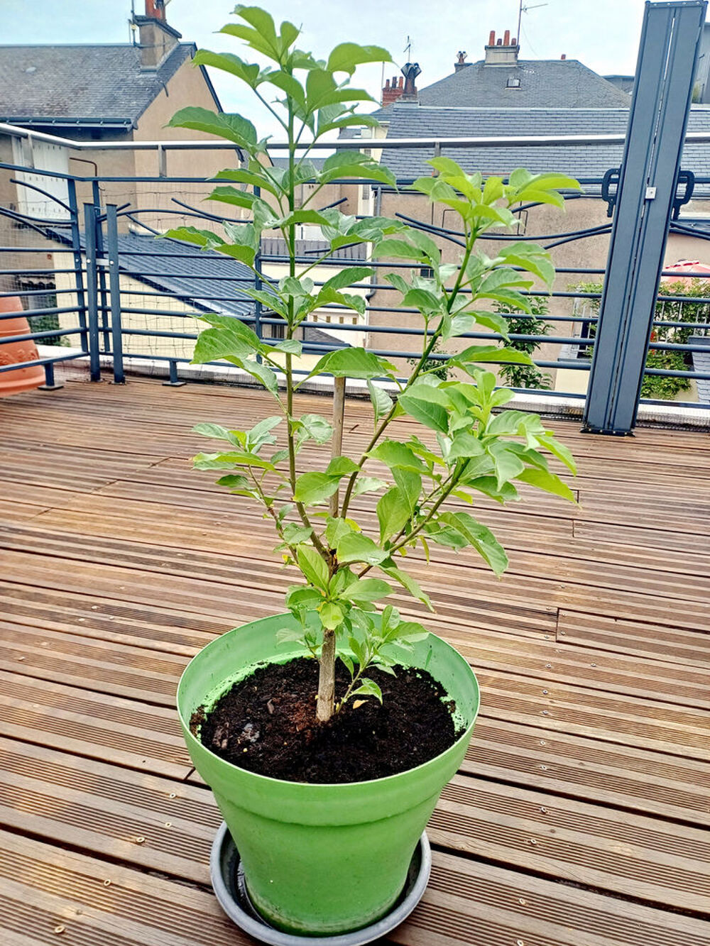 Tr&egrave;s beau BAOBAB de 4 ans, hauteur 93 cm dans un grand pot Jardin