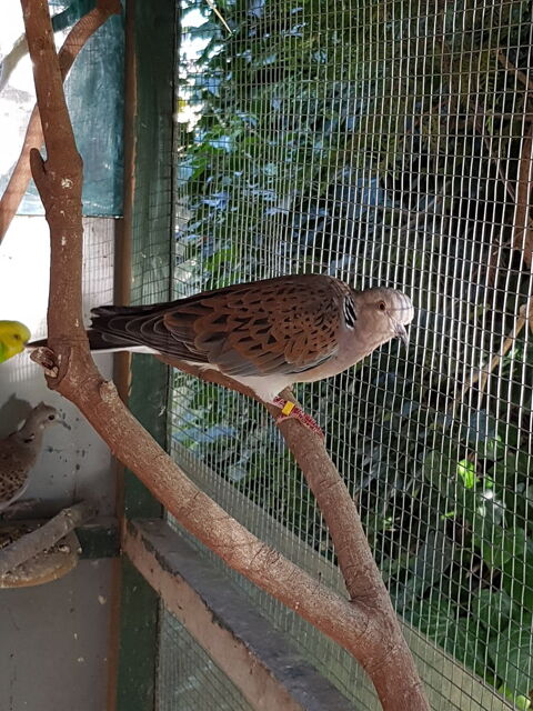 Tourterelle 30 93160 Noisy-le-grand