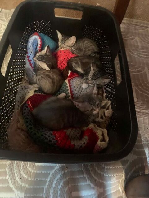 Donne chaton 0 19270 Ussac