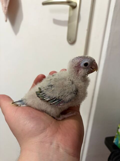 Conure molinae eam 0 59253 La gorgue