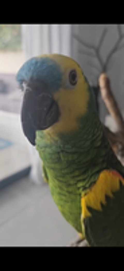   PERROQUET MAL EAM  AMAZONE A FRONT BLEU 