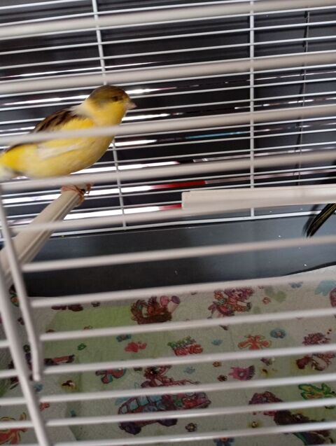 canari male 25 59590 Raismes