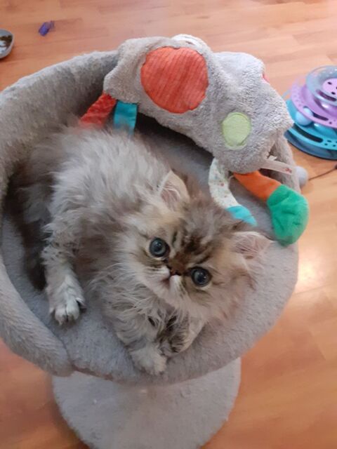 Chaton Persan
700 67240 Gries