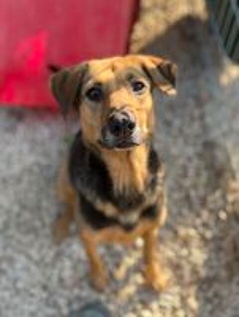   Paloma est à l'adoption 