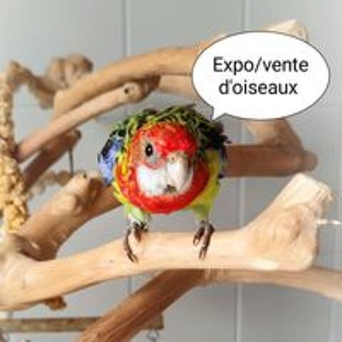   Expo d'oiseaux le samedi 4 juillet 2026 