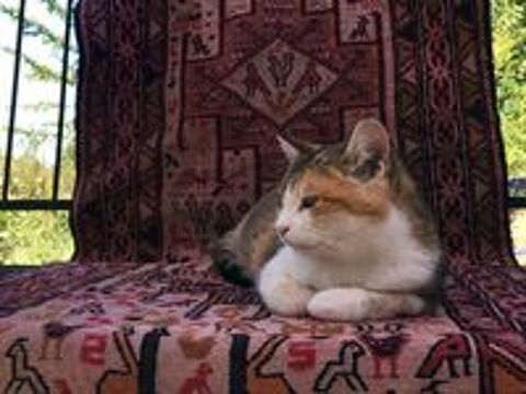   CAUSETTE, jolie chatte tricolore à adopter via l'association UMA 