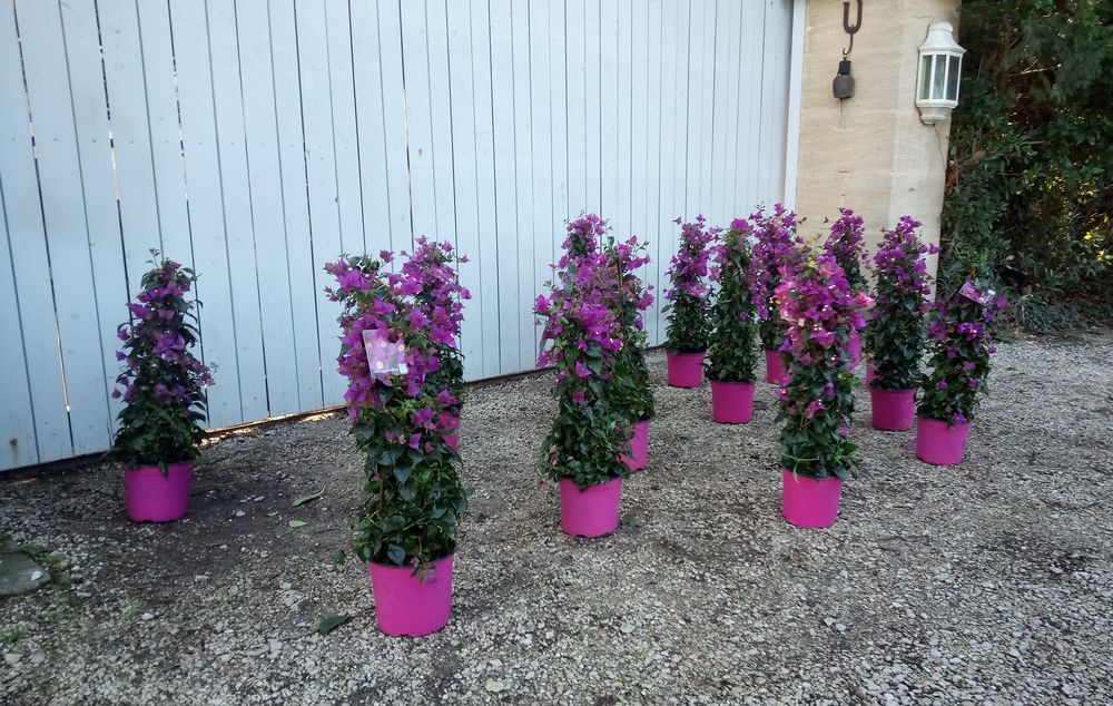 5 Raisons de choisir le bougainvillier avec ses belles fleur Jardin