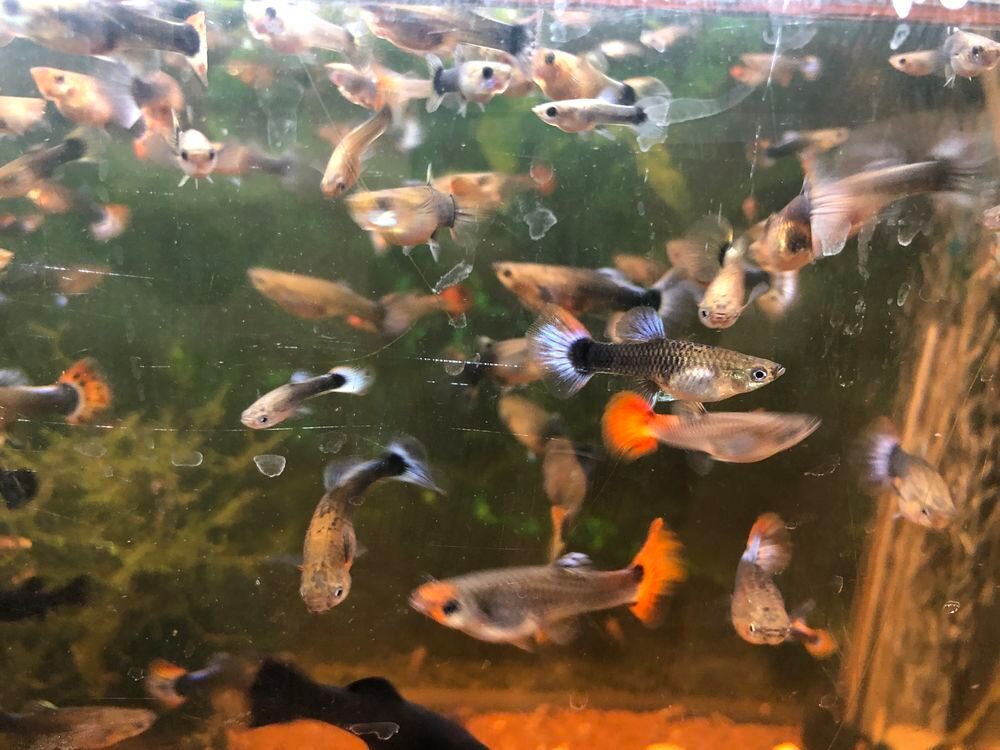   15 Guppy femelles  