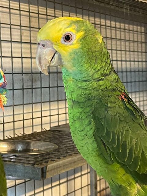 Perroquet amazone t&ecirc;te jaune EAM 900 81150 Florentin