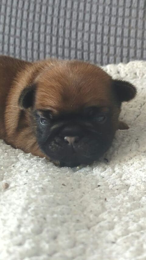 Bouledogue croiser carlin m&acirc;le 900 10210 Chaource