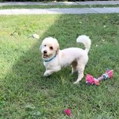   ✨️ QORMI ✨️ 🐶 