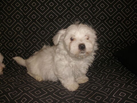 magnifique  chiots bichon maltais 950 74490 Saint-jeoire
