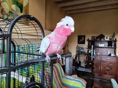 Jeune m&acirc;le rosalbin eam 880 49140 Jarz�