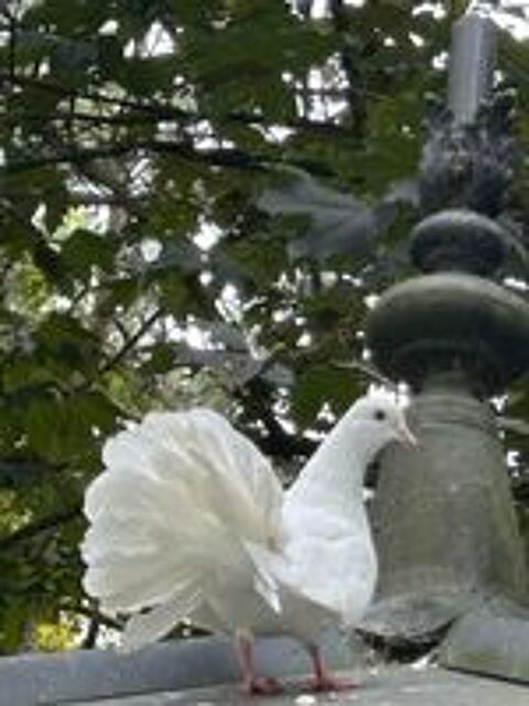   Pigeons paons  blancs  
