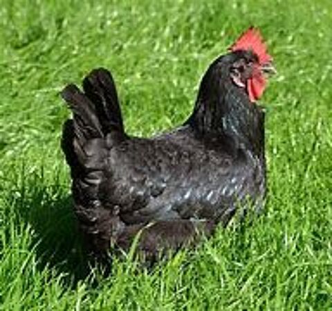 Coqs noir de janzé protection ruche miel abeille 20 77540 Courpalay