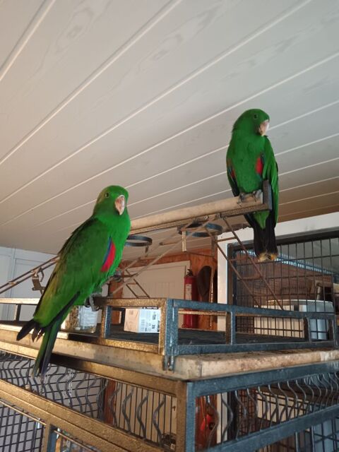 eclectus roratus 600 85150 Landeronde