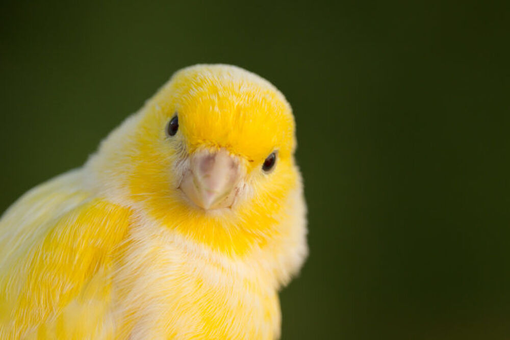   Couple de canaris jaune  