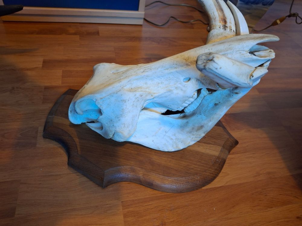troph&eacute;e de chasse t&ecirc;te de phacoch&egrave;re Décoration