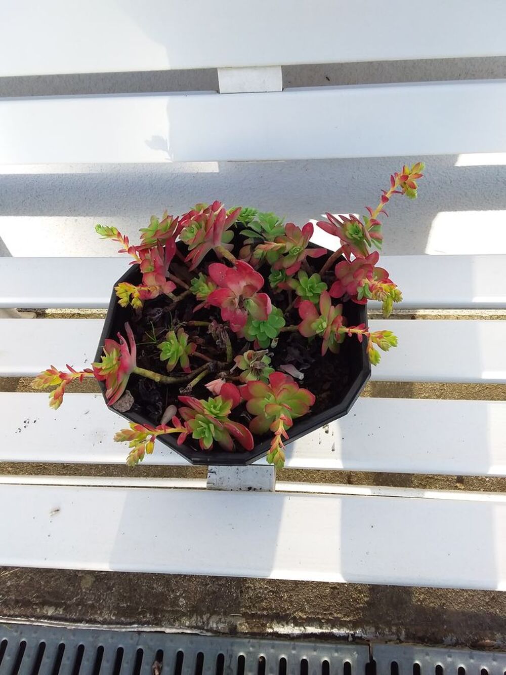 Plante. Décoration