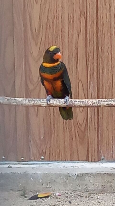 lori sombre 1000 07430 Saint-clair