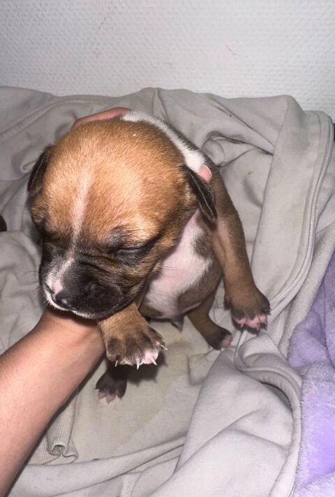 B&eacute;b&eacute; chiot staff 800 93600 Aulnay-sous-bois