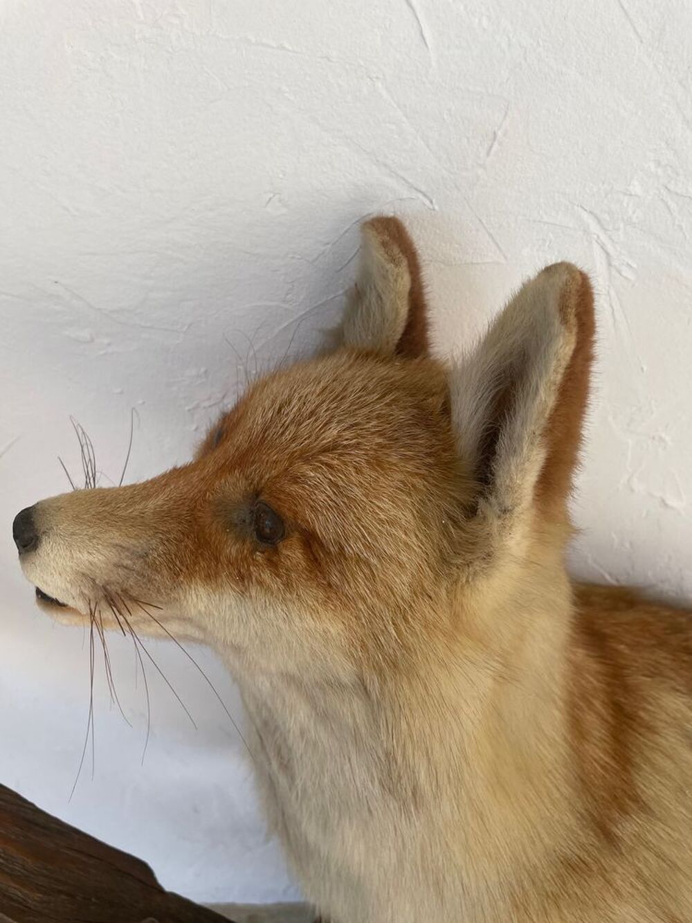 magnifique renard avec oiseau empaill&eacute;s Décoration
