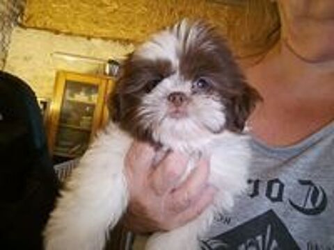   Shih tzu à réserver  