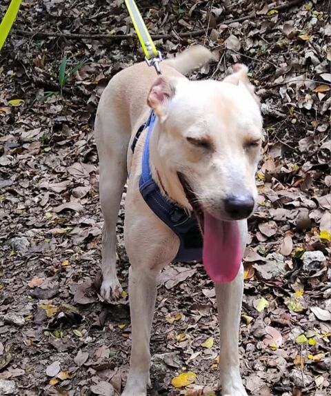 ✨️ FRANKLIN ✨️ 🐶 350 56250 Saint-nolff