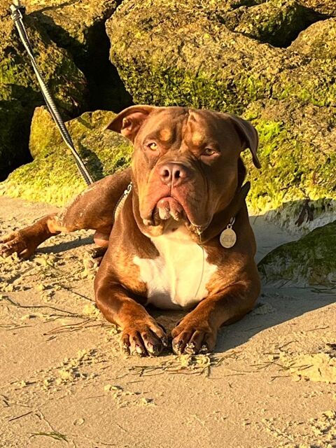 Zeus Am&eacute;ricain bully 0 10100 La fosse-corduan