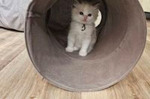   A RESERVER chatons Ragdoll 