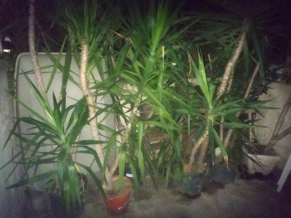 Yucca en pot Bricolage