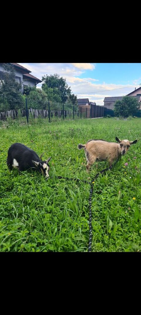 2 boucs castr&eacute; 500 68870 Bartenheim