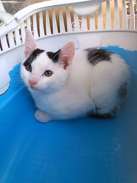 Donnons un chaton m&acirc;le 0 77730 Sa�cy-sur-marne