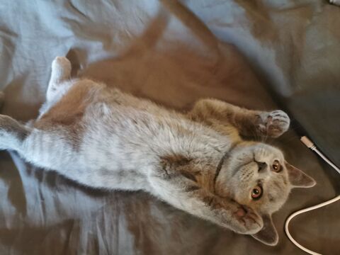Chatons British shorthair LOOF 1350 44000 Nantes