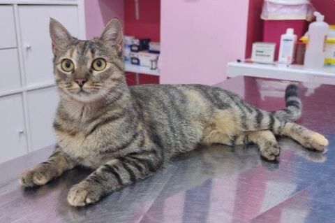 MISU 230 27620 Gasny