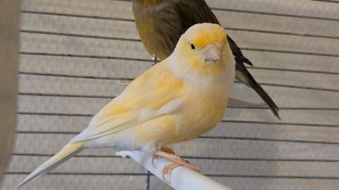 Canari femelle 20 69470 Cours-la-ville