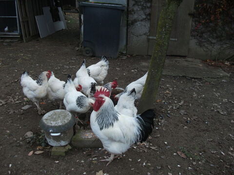 Oeufs fécondés de poules SUSSEX Blanche Herminée à pattes bl 44590 Derval