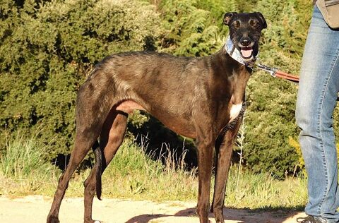 Ayron, un Galgo qui ne passe pas inaperçu 0 24140 Douville