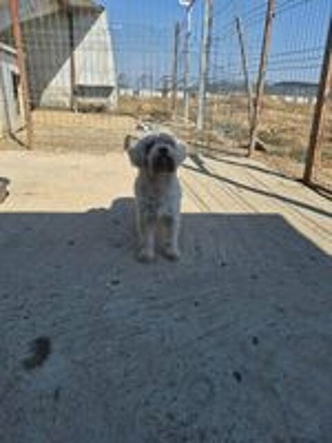   POPI bichon aveugle 7 ans 