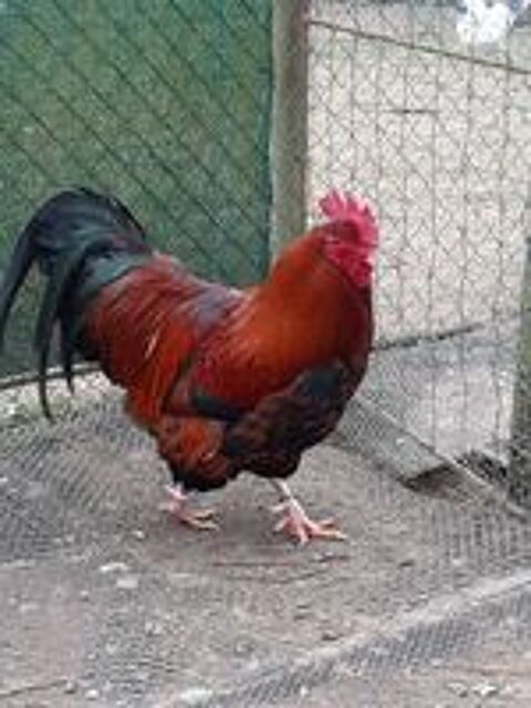   Oeufs fécondés ,  poule et coq welsumer  
