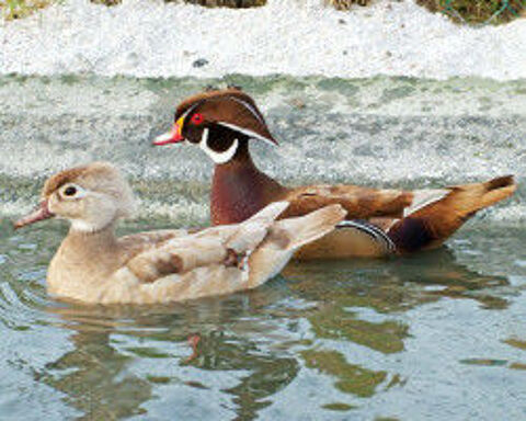 Canards d ornements 30 91150 Étampes