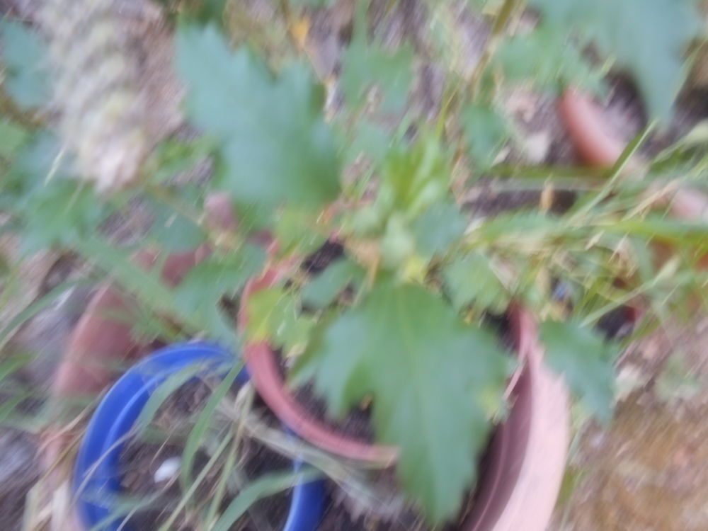 plante Jardin