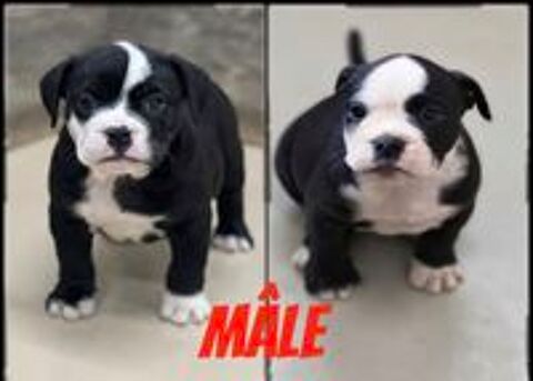    chiot continental bulldog 
